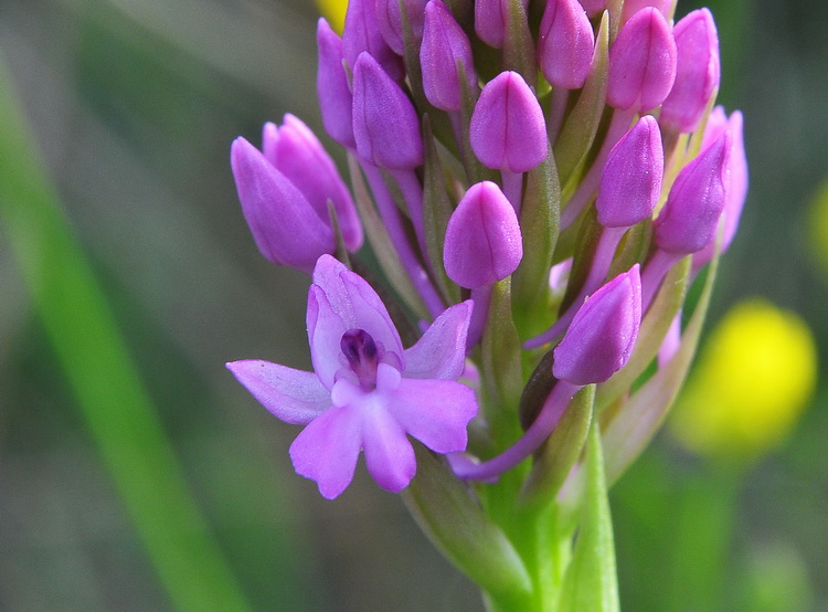 Orchidee del Chianti 2009